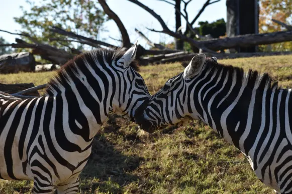 CrazyFox Kazino Atbalsts